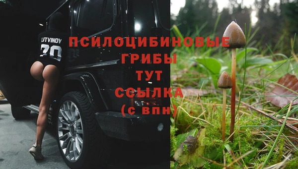 гашик Алексин