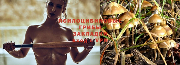 гашик Алексин